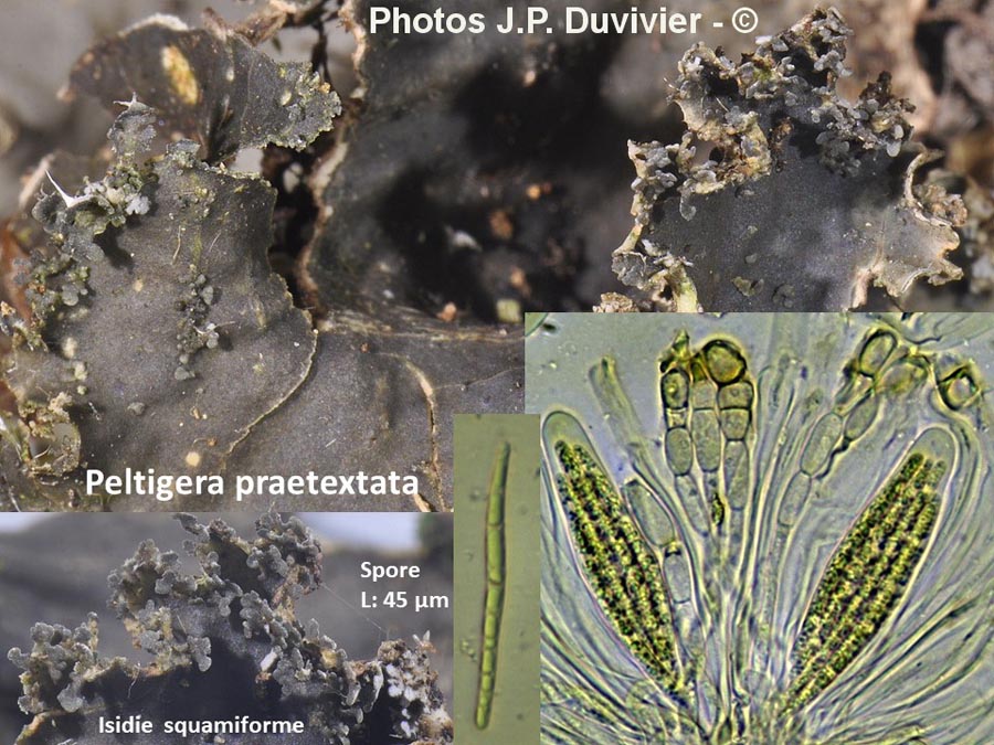 Peltigera praetextata 